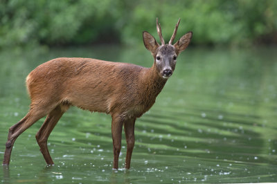 Capriolo: Capreolus capreolus. En.: European Roe Deer