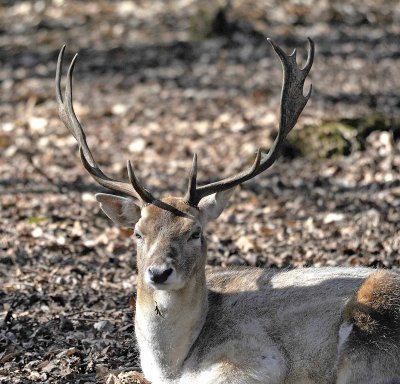 Daino: Dama dama. En.: Fallow Deer