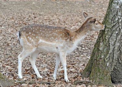 Daino: Dama dama. En.: Fallow Deer