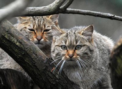 Gatto selvatico: Felis silvestris. En.: Wildcat
