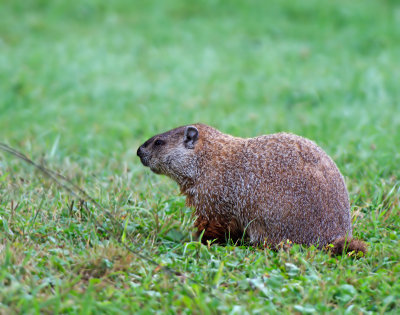 Marmotta americana: Marmota monax. En.: Grounhog