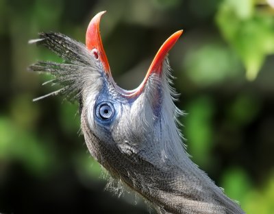 Seriema cristato: Cariama cristata. En.: Red-legged Seriema