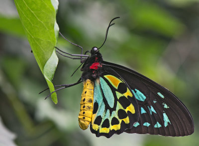 Ornithoptera priamus. En.: Common Green Birdwing 