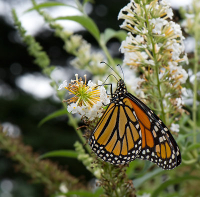 Danaus plexippus. En.: Monarch butterfly