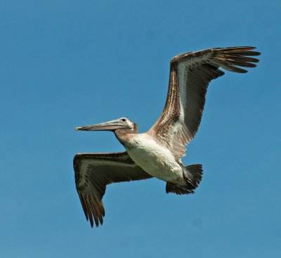 Pellicano bruno: Pelecanus occidentalis. En.: Brown Pelican
