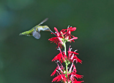 Colibr golarubino: Archilocus colubris. En.: Ruby-throated Hummingbird