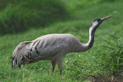 Gru coronata: Balearica regulorum. En. Grey Crowned Crane