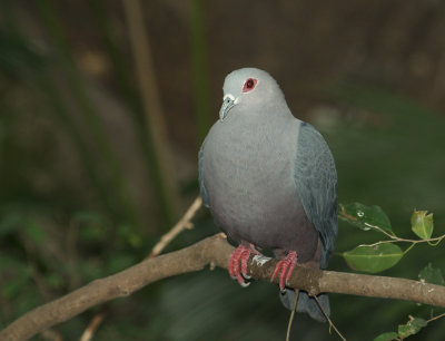 Ducula spalle nere: Ducula pinon. E.: Pinon Imperial Pigeon