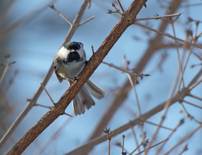 Cincia bigia americana: Poecile atricapillus. En.: Black-capped Chickadee