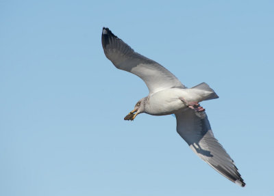 Gabbiano reale nordico: Larus argentatus. En.: Herring Gull