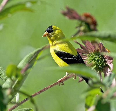 Lucherino americano: Carduelis tristis. En.: American Goldfinch