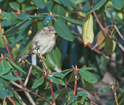 Passera europea: Passer domesticus. En.: House Sparrow