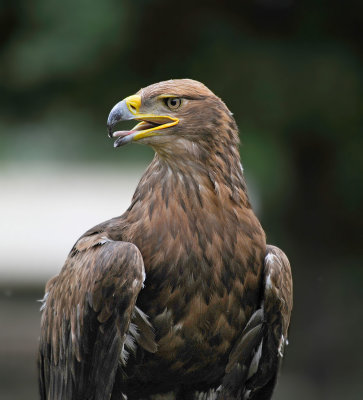 Golden Eagle