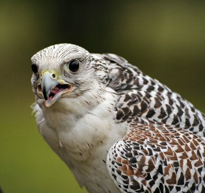 Gyrfalco: Falco rusticolus. En.: Gyrfalcon