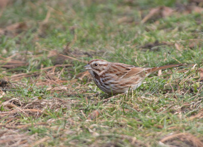 Song Sparrow