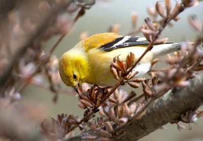 Lucherino americano: Carduelis tristis. En.: American Goldfinch