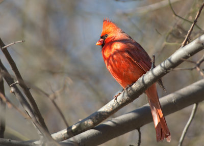 Cardinale rosso: Cardinalis cardinalis. En: Northern Cardinal