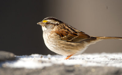 Passero golabianca: Zonotrichia albicollis. E.: White-throated Sparrow
