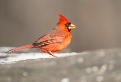 Cardinale rosso: Cardinalis cardinalis. En: Northern Cardinal