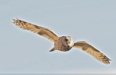 Gufo comune: Asio otus. En.: Long-eared Owl