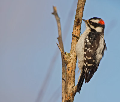 Picchio vellutato: Picoides pubescens. En.: Downy Woodpecker