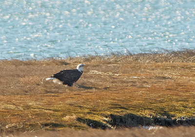 Aquila di mare testabianca: Haliaeetus leucocephalus. En.: Bald Eagle
