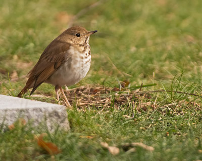 Tordo eremita: Catharus guttatus. En.: Hermit Thrush