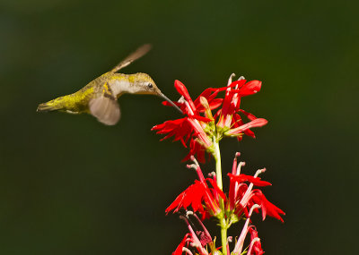 Colibr golarubino: Archilocus colubris. En.: Ruby-throated Hummingbird