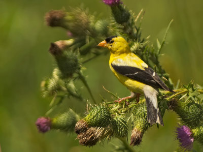 Lucherino americano: Carduelis tristis. En.: American Goldfinch