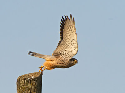 Gheppio: Falco tinnunculus. En.: Kestrel