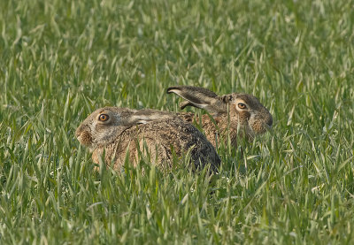 Lepre: Lepus. En.: Hare