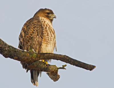 Poiana della Giamaica: Buteo jamaicensis. E.: Red-tailed Hawk