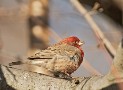 Ciuffolotto messicano: carpodacus mexicanus. En.: House Finch