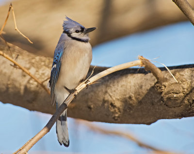 Ghiandaia azzurra americana: Cyanocitta cristata. En: Blue Jay