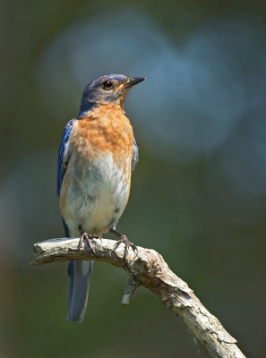 Azzurrino orientale: Sialia sialis. En.: Eastern Bluebird