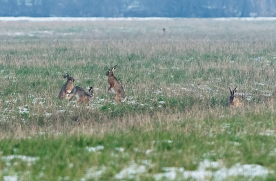 Lepre: Lepus. En.: Hare