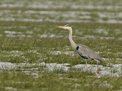 Airone cenerino: Ardea cinerea. En.: Grey heron