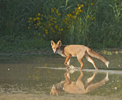 Volpe: Vulpes vulpes. En.: European Red Fox