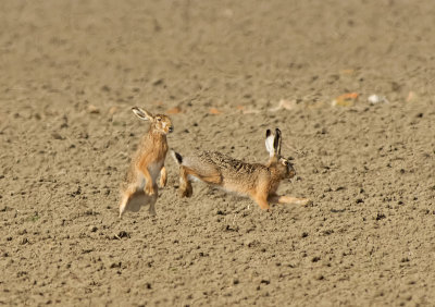 Lepre: Lepus. En.: Hare