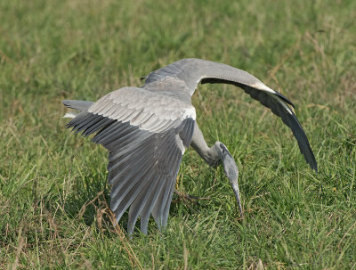 Airone cenerino: Ardea cinerea. En.: Grey heron