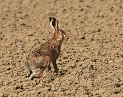 Lepre: Lepus. En.: Hare