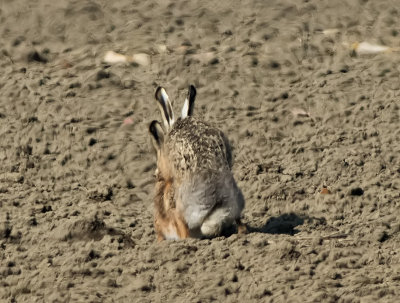 Lepre: Lepus. En.: Hare