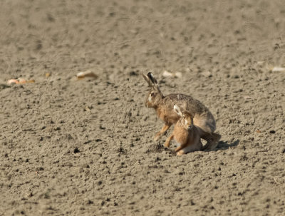 Lepre: Lepus. En.: Hare