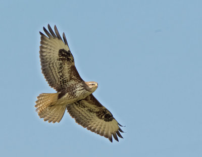 Poiana: Buteo buteo. En.: Buzzard