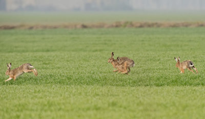 Lepre: Lepus. En.: Hare