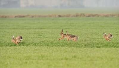 Lepre: Lepus. En.: Hare