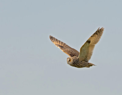 Gufo comune: Asio otus. En.: Long-eared Owl