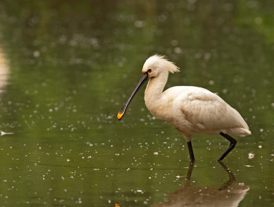 Spatola: Platalea leucorodia. En.: Eurasian Spoonbill