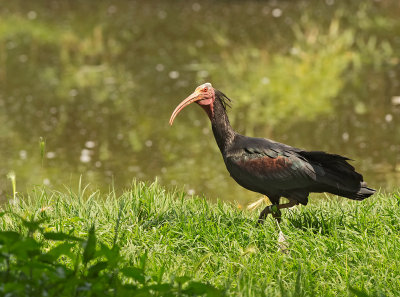 Ibis calvo: Geronticus calvus. En.: Southern Bald Ibis