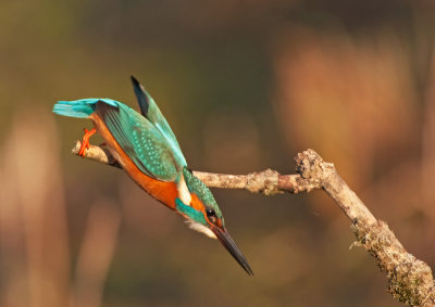 Martin Pescatore: Alcedo atthis. En.: Common Kingfisher